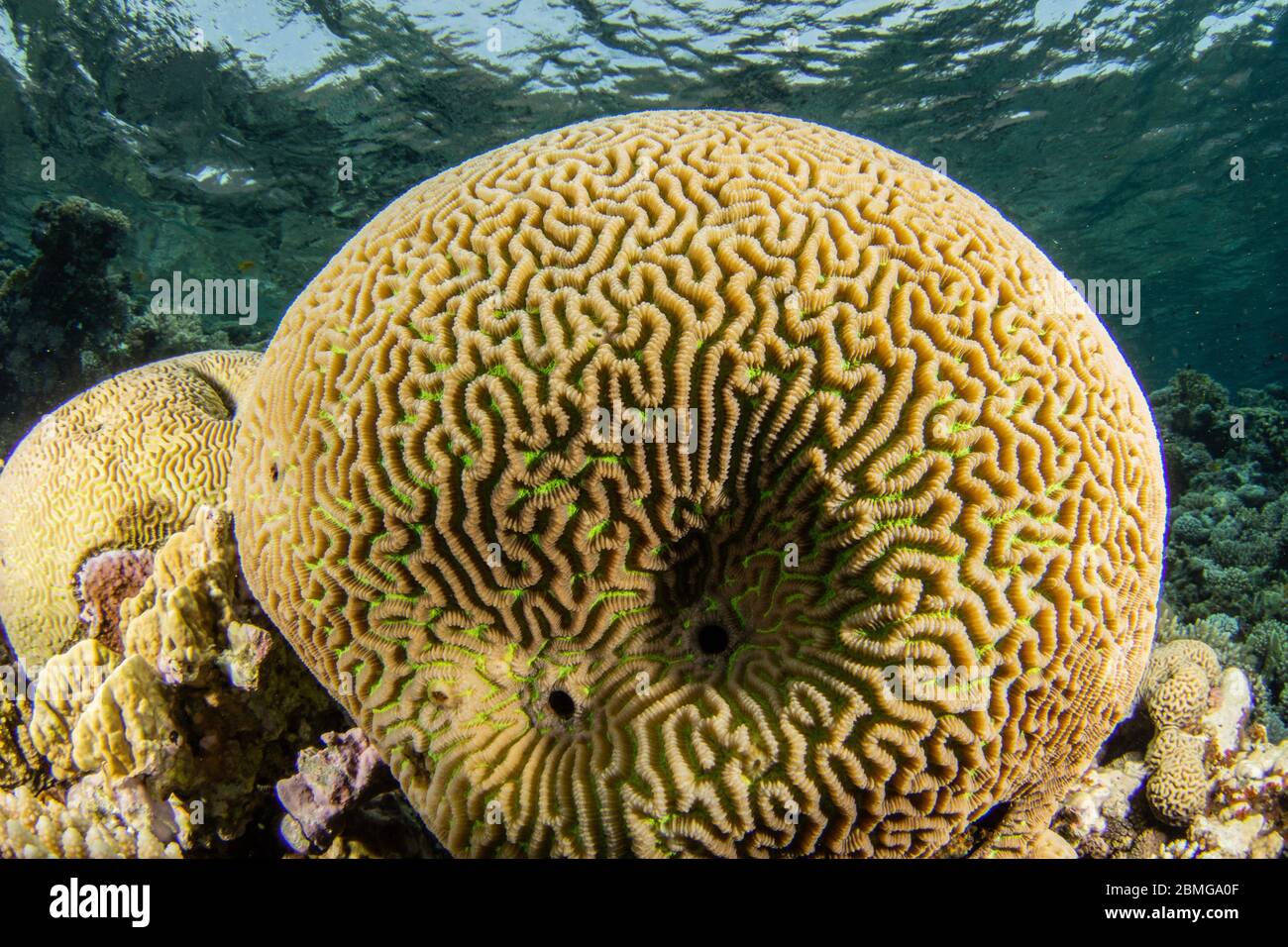 Boulder brain coral in the shallow water Stock Photo