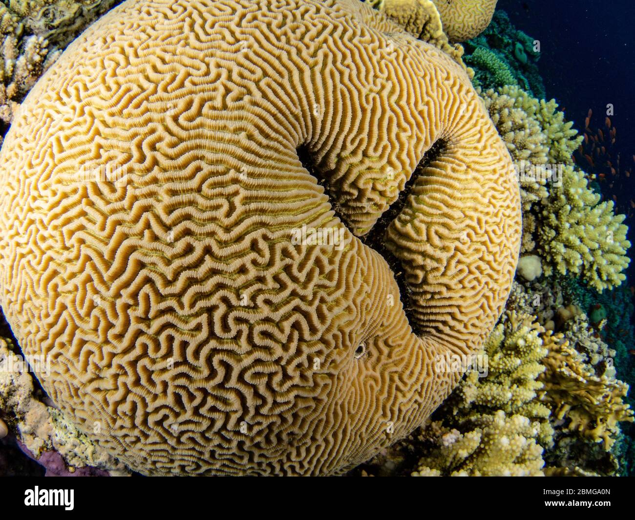 Boulder brain coral in the shallow water Stock Photo