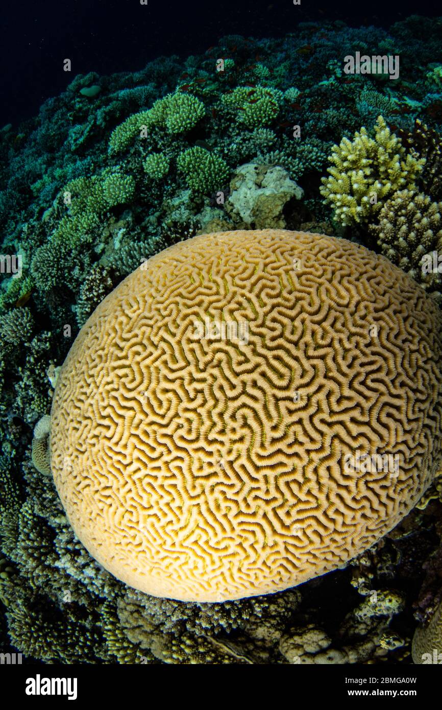 Boulder brain coral in the shallow water Stock Photo