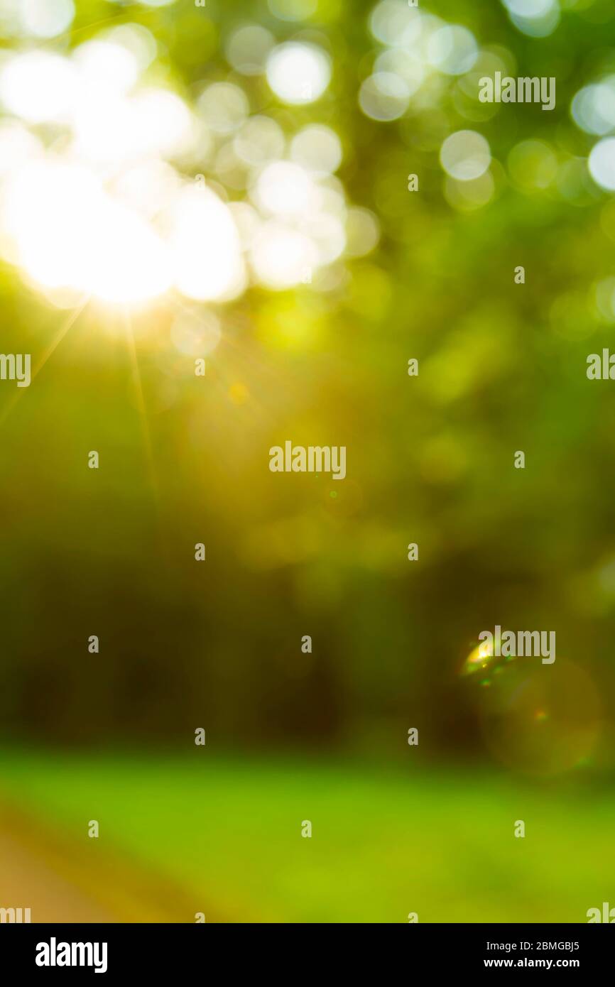abstract green bokeh  in the woods  and  sunset in forest blur background Stock Photo - Alamy