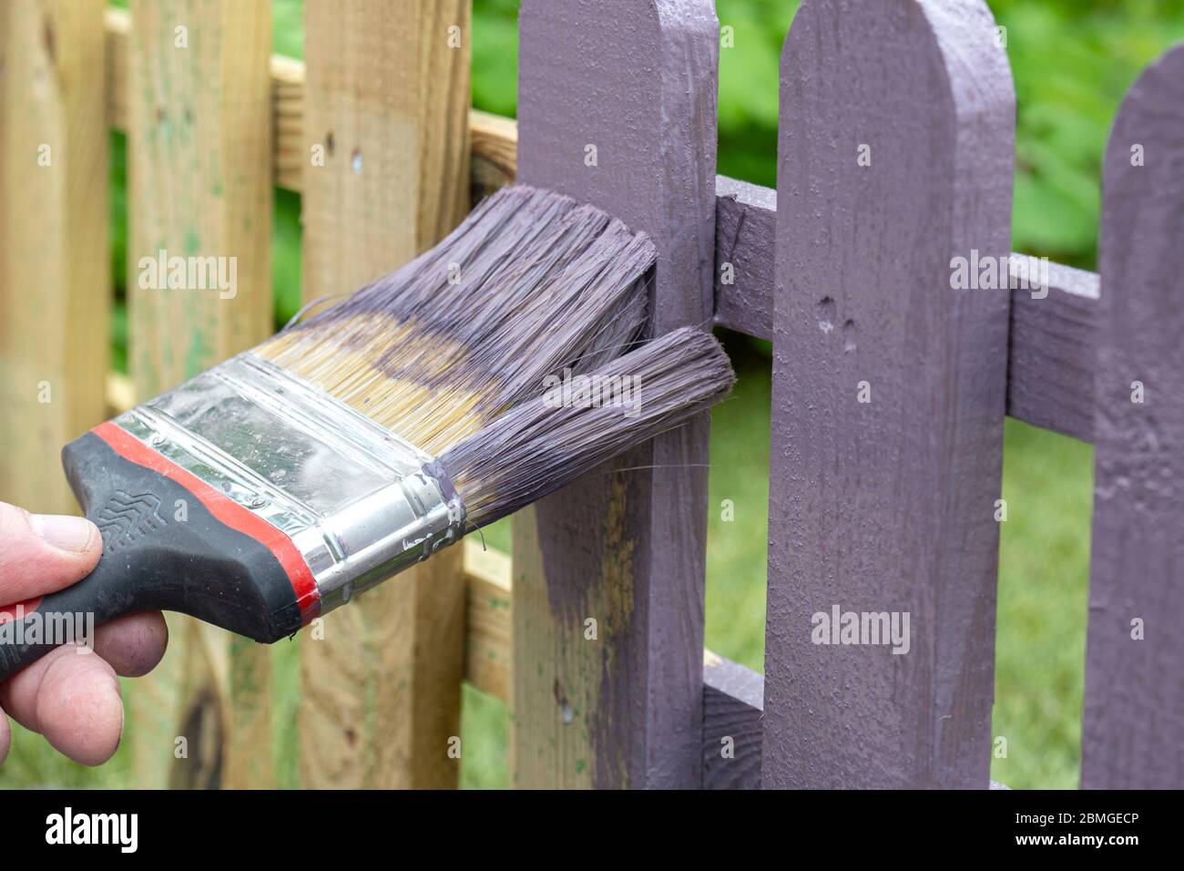 Man painting a wooden picket fence with purple wood stain and brush in