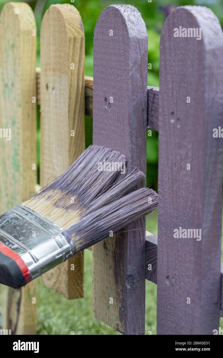 Man painting a wooden picket fence with purple wood stain and brush in