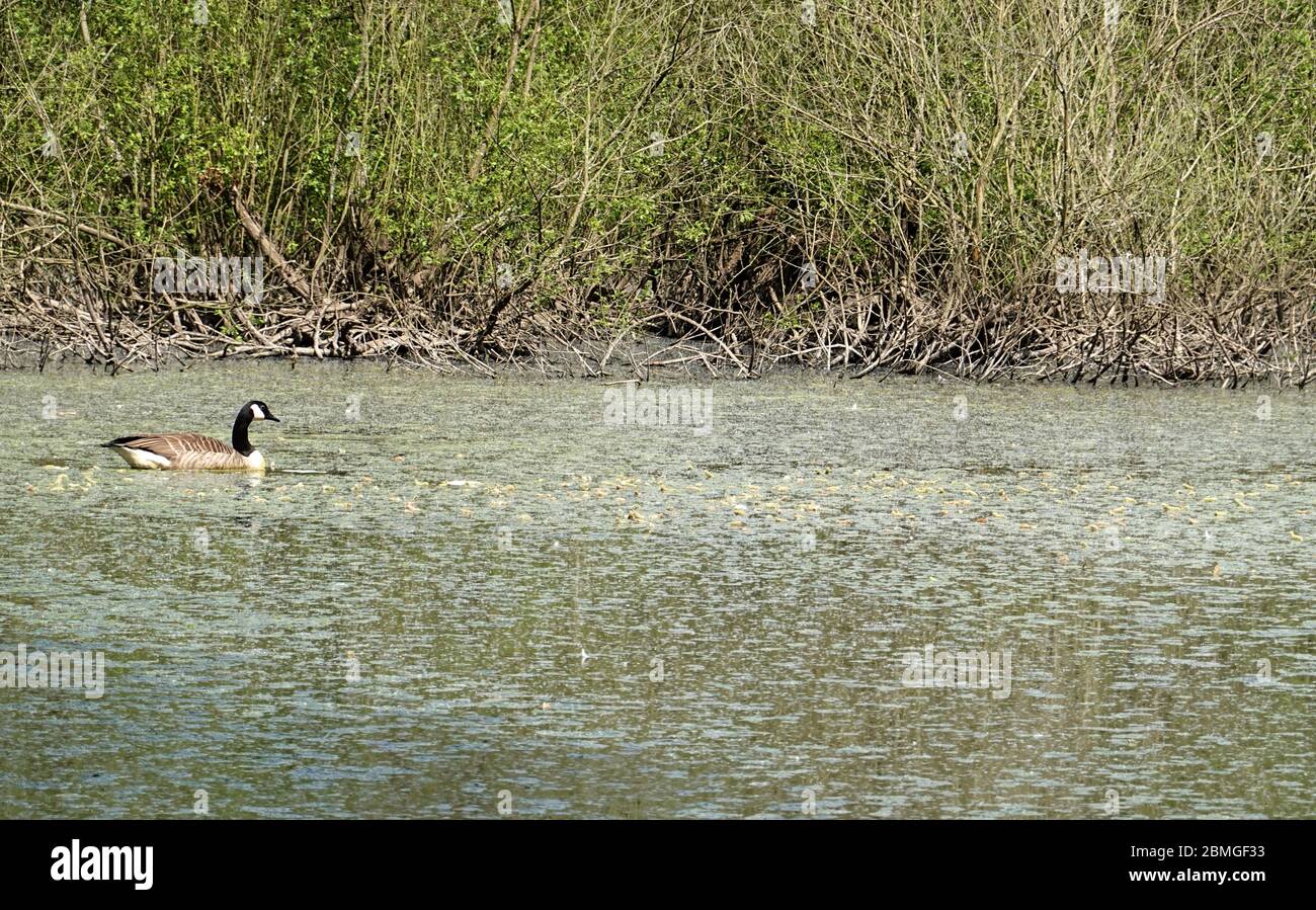 Very dirty water in the pond of the New Mills Nature Reserve Stock ...