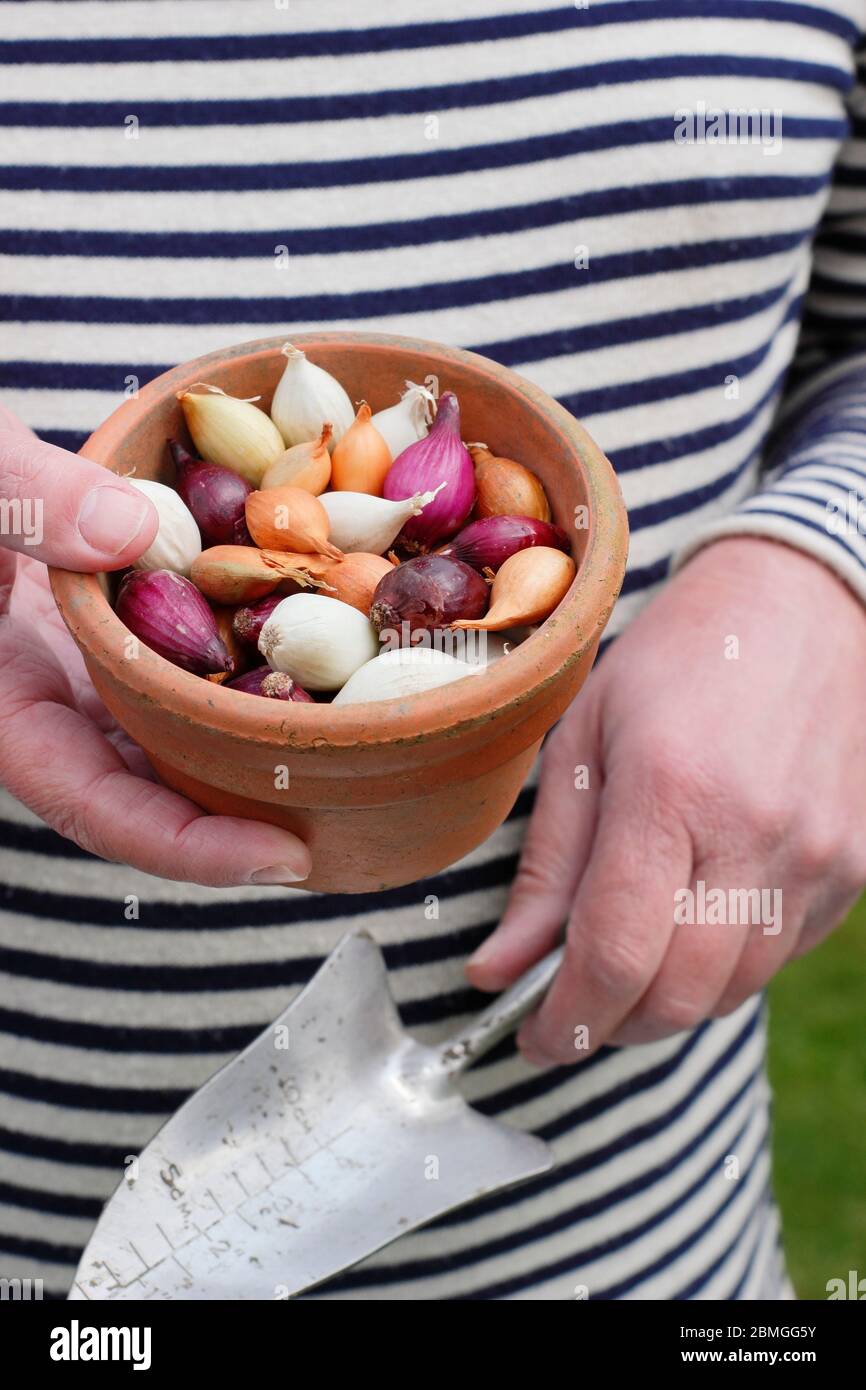 Onion sets in a clay pot. Allium cepa 'Red Baron', 'Snowball' and