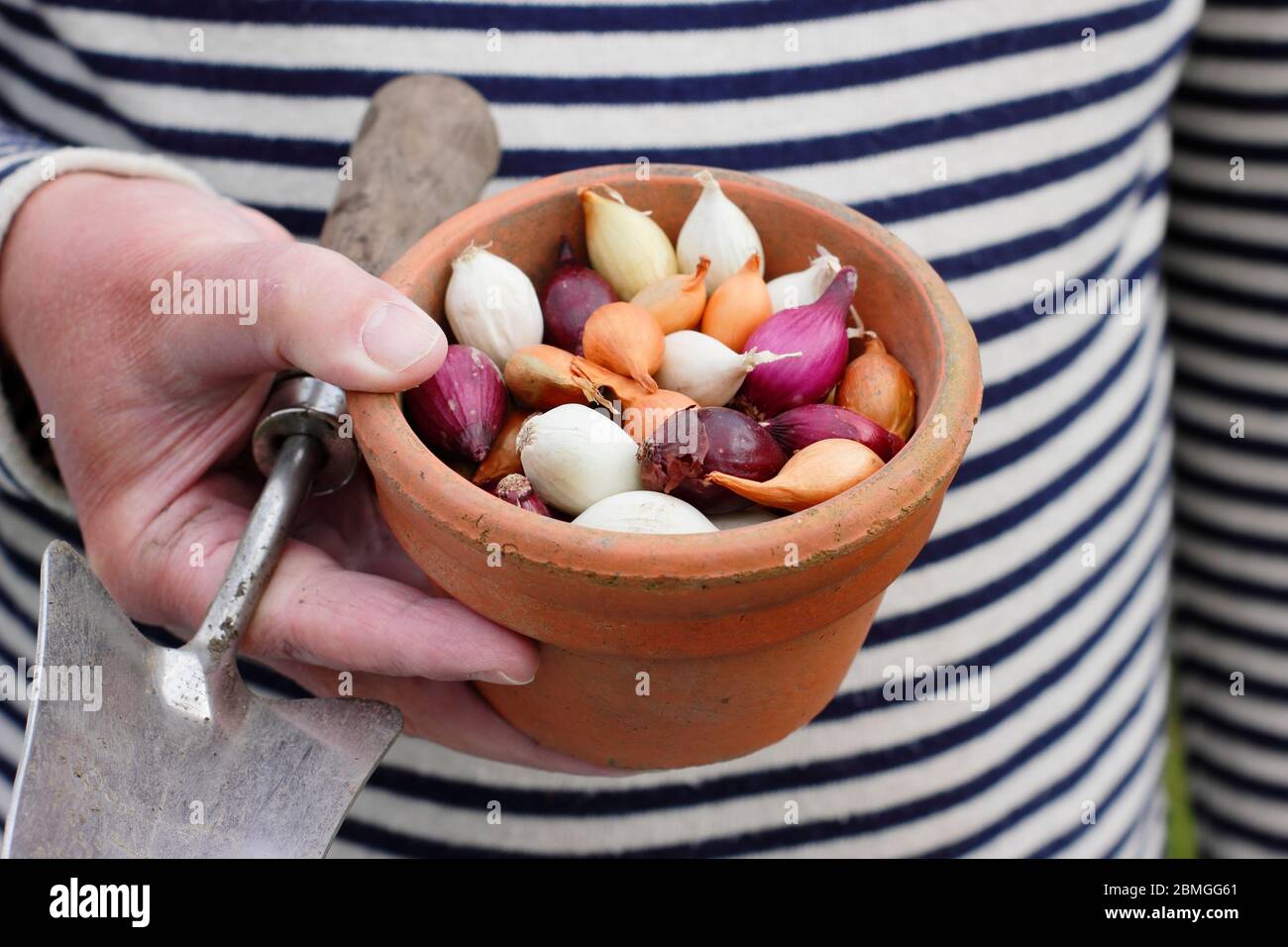 Onion sets in a clay pot. Allium cepa 'Red Baron', 'Snowball' and