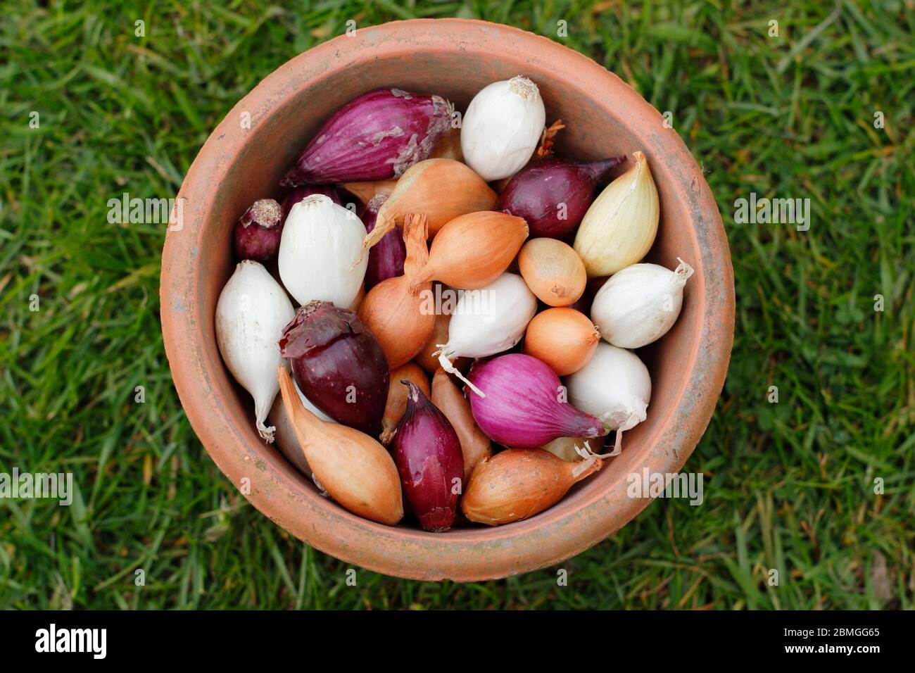 Onion sets in a clay pot. Allium cepa 'Red Baron', 'Snowball' and