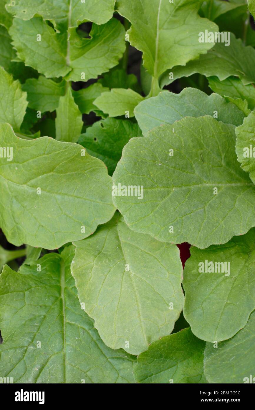 Radish leaves growing on the plant. Raphanus sativus 'French Breakfast
