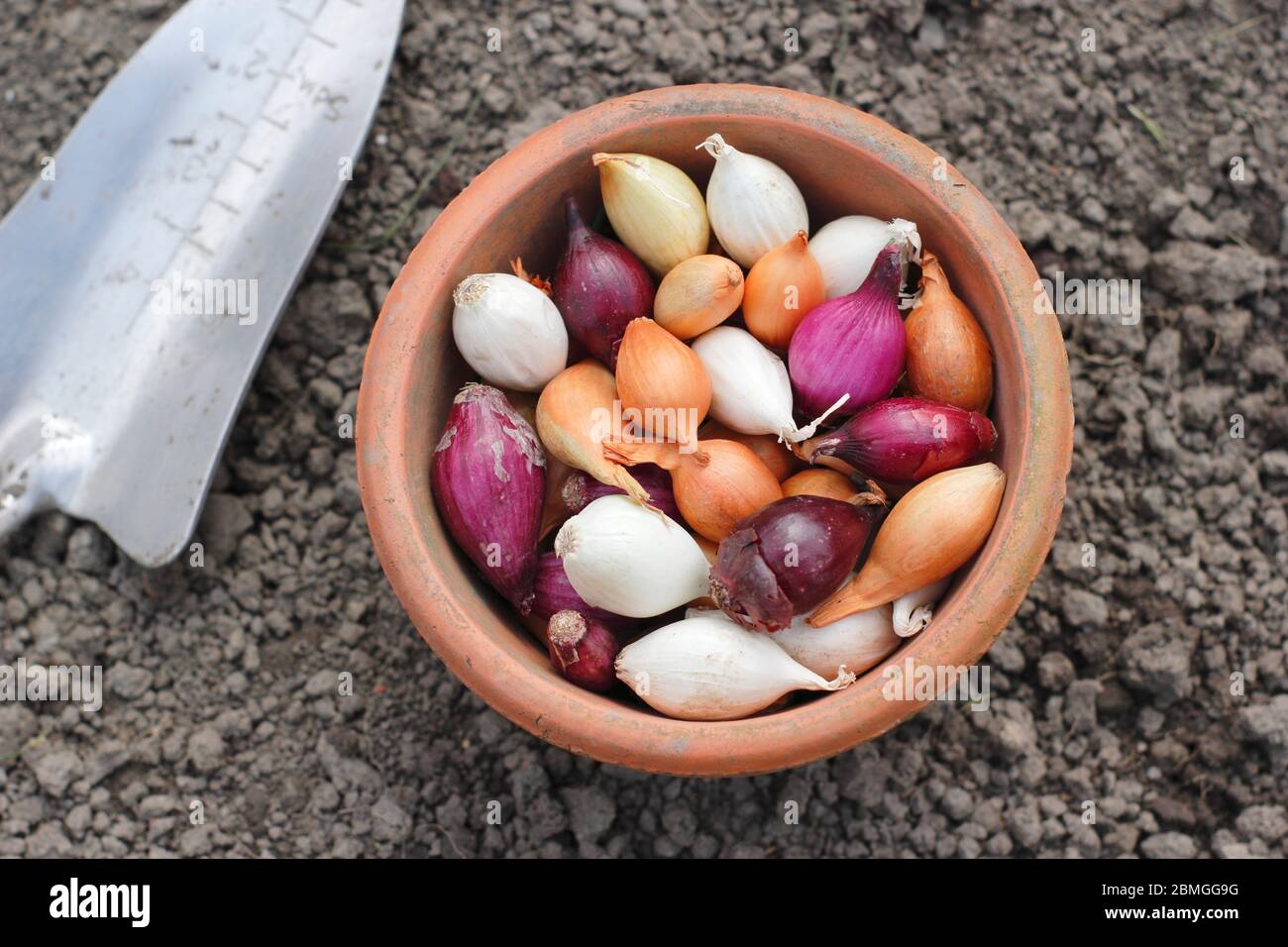 Onion sets in a clay pot. Allium cepa 'Red Baron', 'Snowball' and