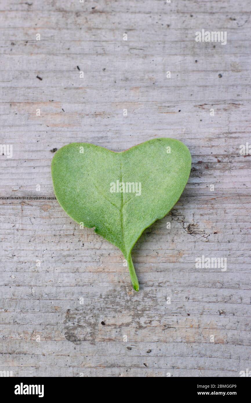 Heart shaped leaf of a young radish plant Stock Photo