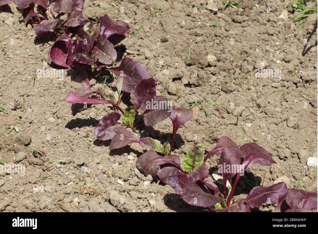 Rows of Beetroot growing in a vegetable garden. Stock Photo