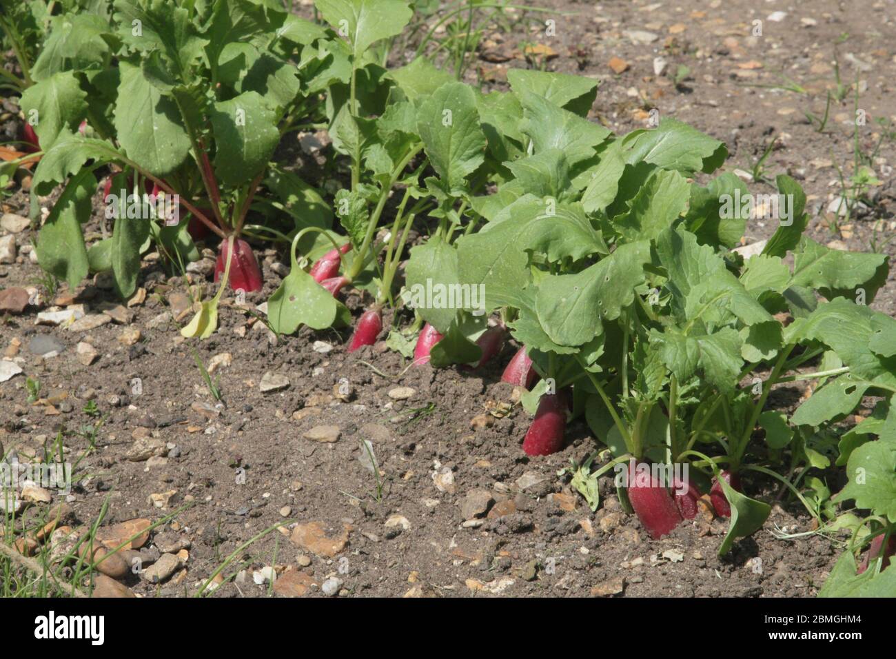 Radishes growing in a vegetable garden. Stock Photo