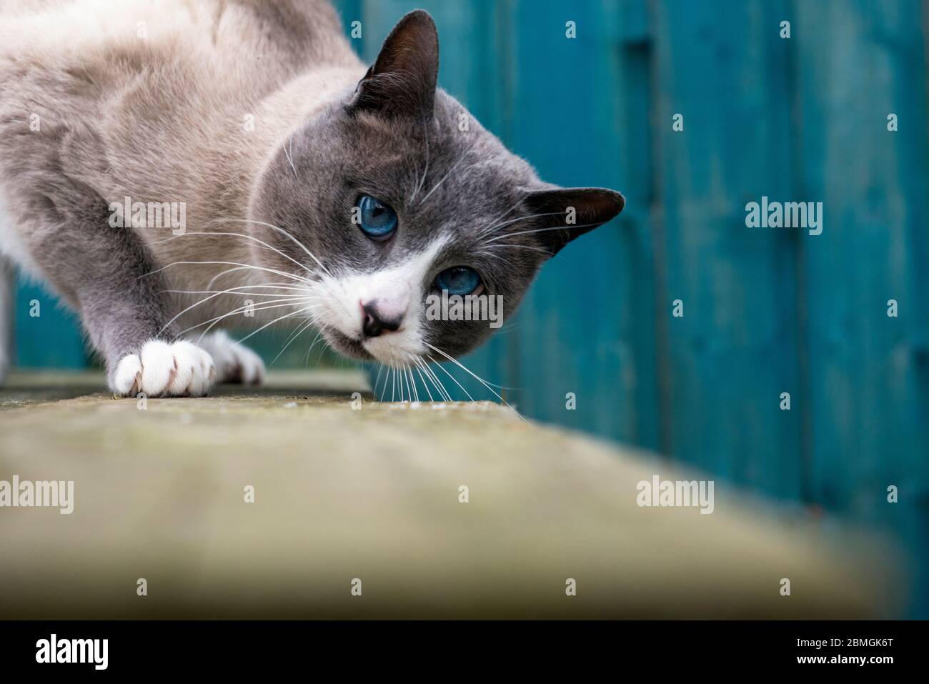 Snowshoe cat in front of stained blue wooden shed Stock Photo Alamy