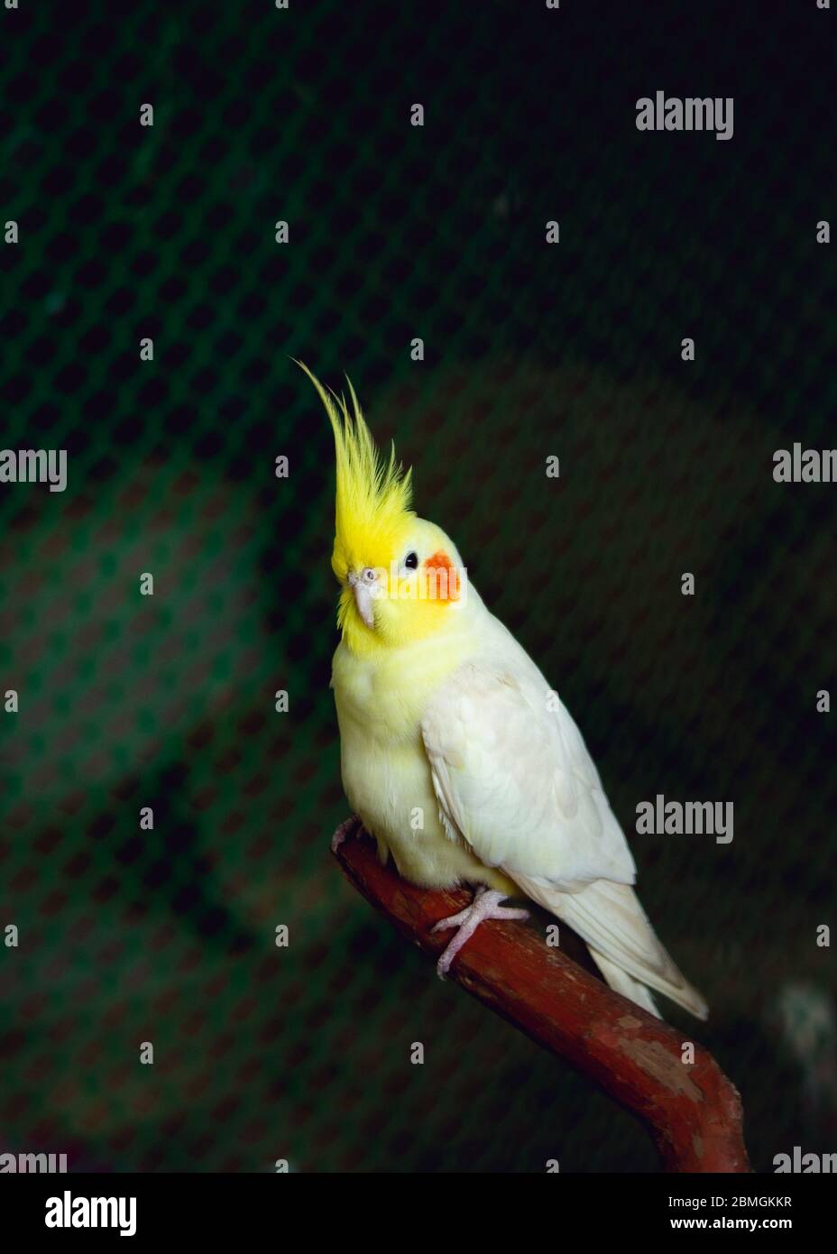 Bronzefallow Cockatiel Bird. Selective focus on Subject. Selective focus on foreground. Background blur Stock Photo