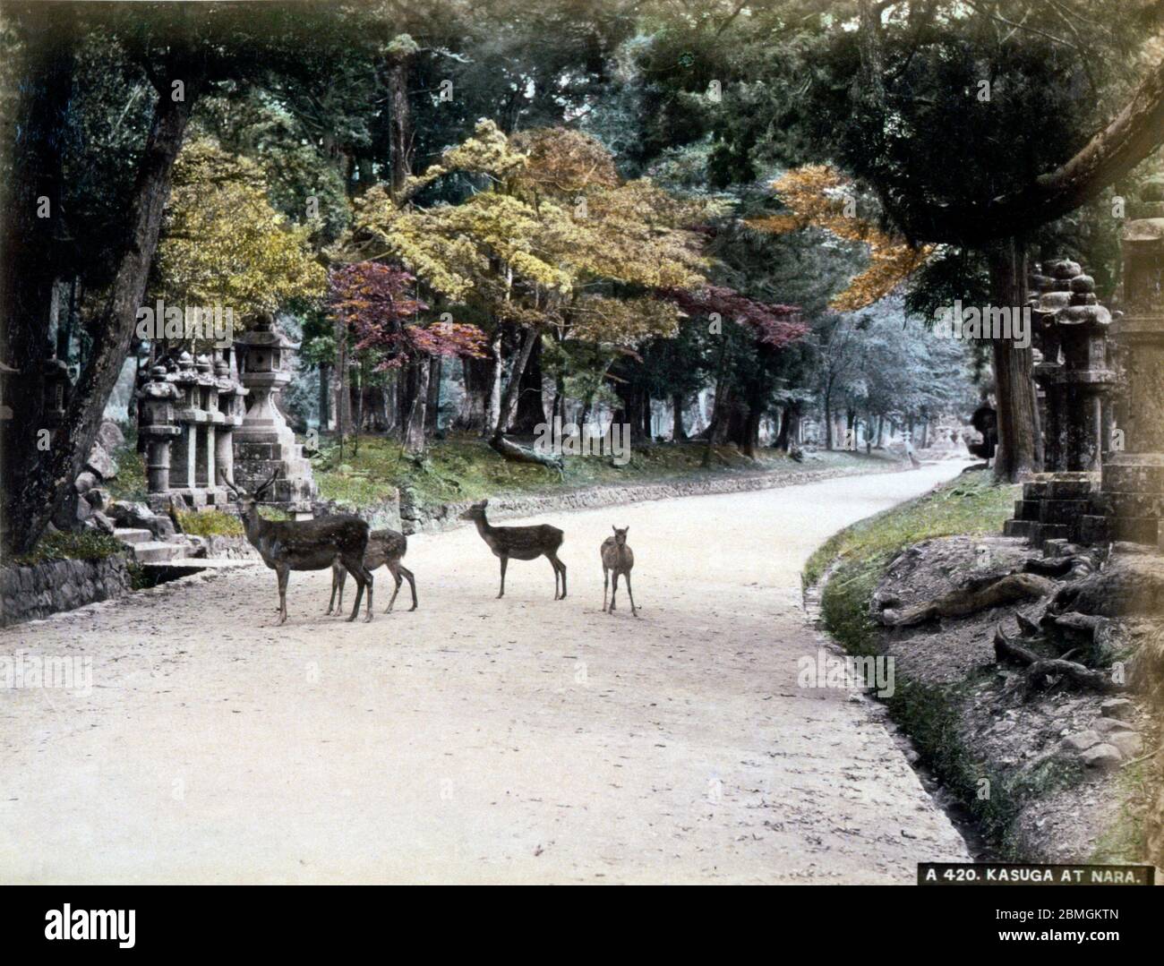 [ 1880s Japan - Sacred Deer at Nara Park ] —   Sacred Shika deer on the road to Kasuga Taisha (春日大社, Kasuga Grand Shrine) in Nara Park, Nara.  The park was established in 1880 (Meiji 13). Until 1637, killing a sacred deer was a capital offense punishable by death.   After the end of WWII, the divine status of the deer was officially removed, but they are still seen as sacred locally and they’re legally protected from hunting.  19th century vintage albumen photograph. Stock Photo