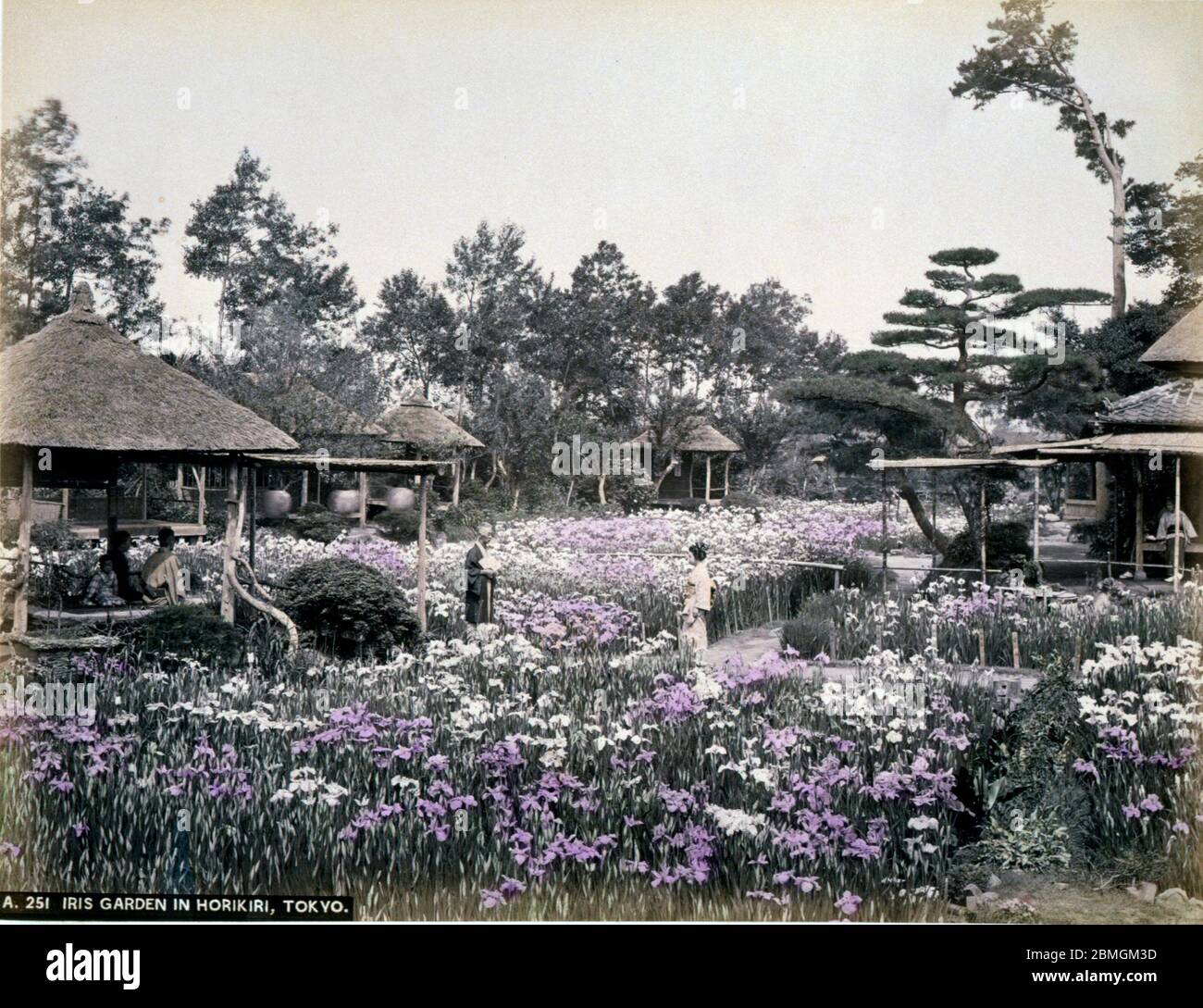 [ 1880s Japan - Iris Flowers at Horikiri ] —   Women in kimono admire the flowers at the famed Iris garden of Horikiri Shobuen Garden (堀切菖蒲園) in Tokyo.  19th century vintage albumen photograph. Stock Photo