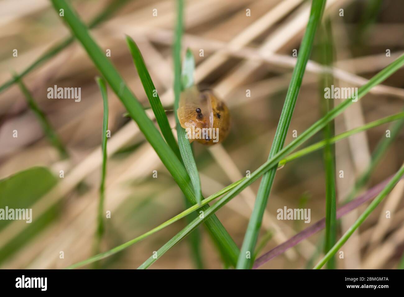 Amber Snail on Leaf in Springtime Stock Photo
