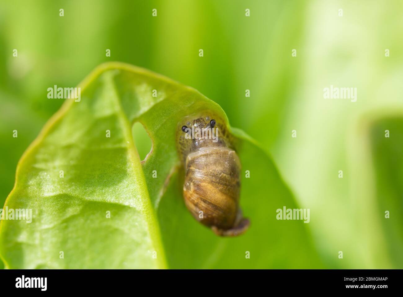 Amber Snail on Leaf in Springtime Stock Photo