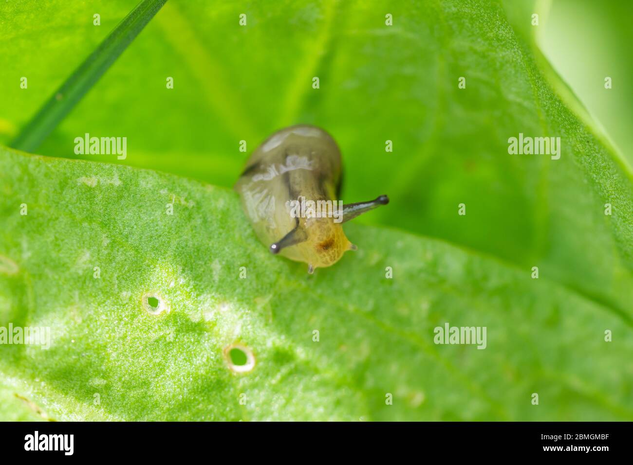 Amber Snail on Leaf in Springtime Stock Photo