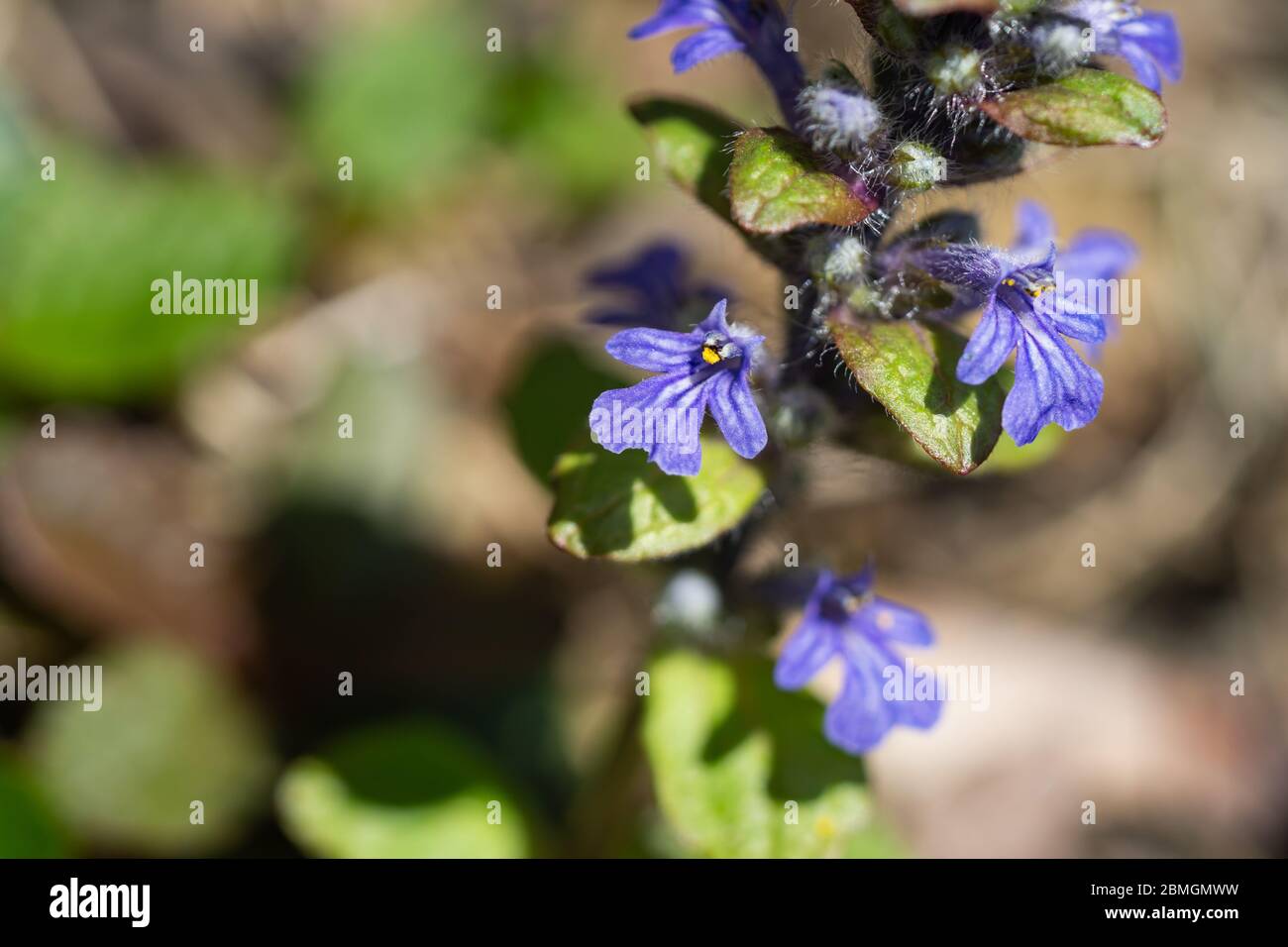 Bugle Flowers in Bloom in Springtime Stock Photo