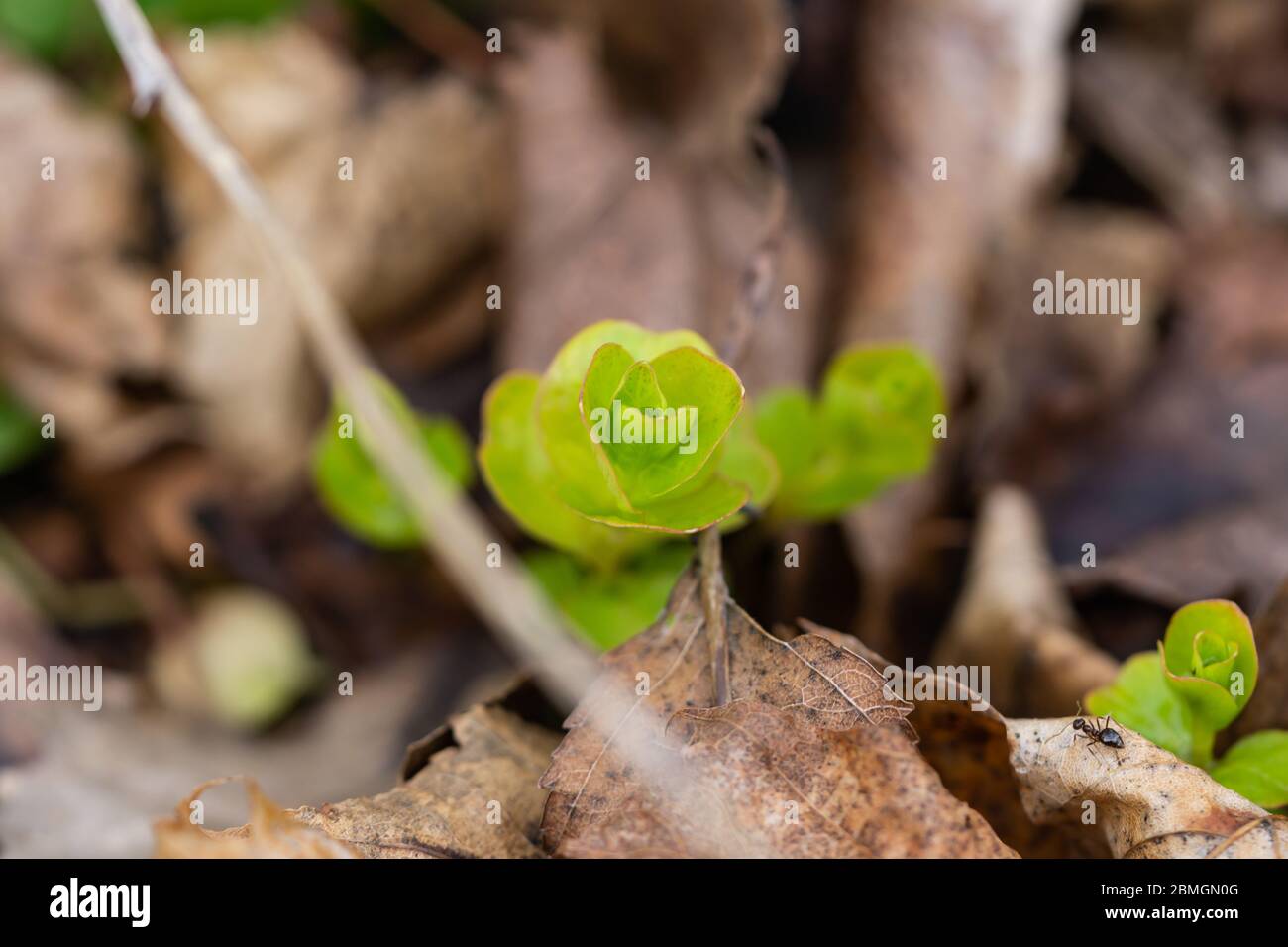 Creeping Jenny Leaves Sprouting in Springtime Stock Photo