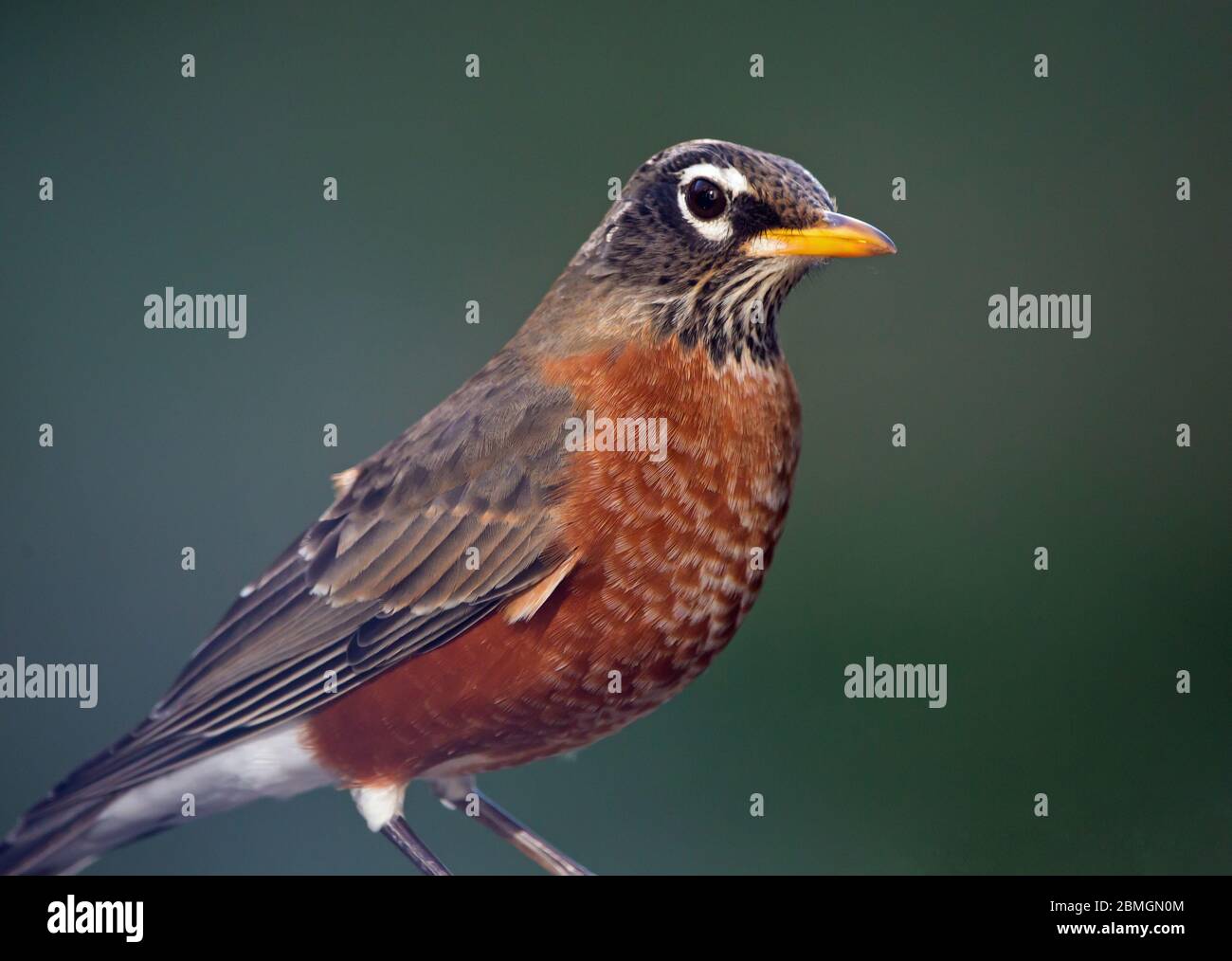 Closeup of an American Robin bird with a dark green background. Stock Photo