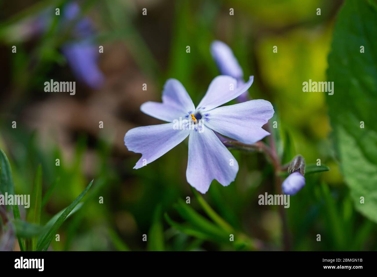 Creeping Phlox Flower in Springtime Stock Photo