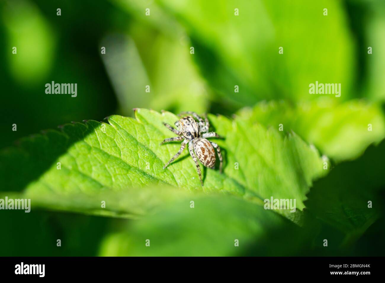 Dimorphic Jumping Spider on Leaf in Springtime Stock Photo