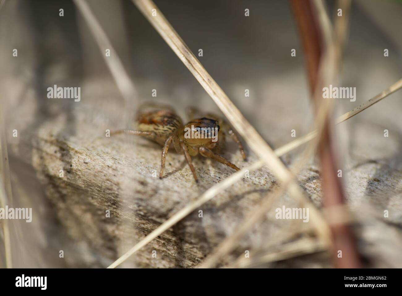 Dimorphic Jumping Spider in Springtime Stock Photo