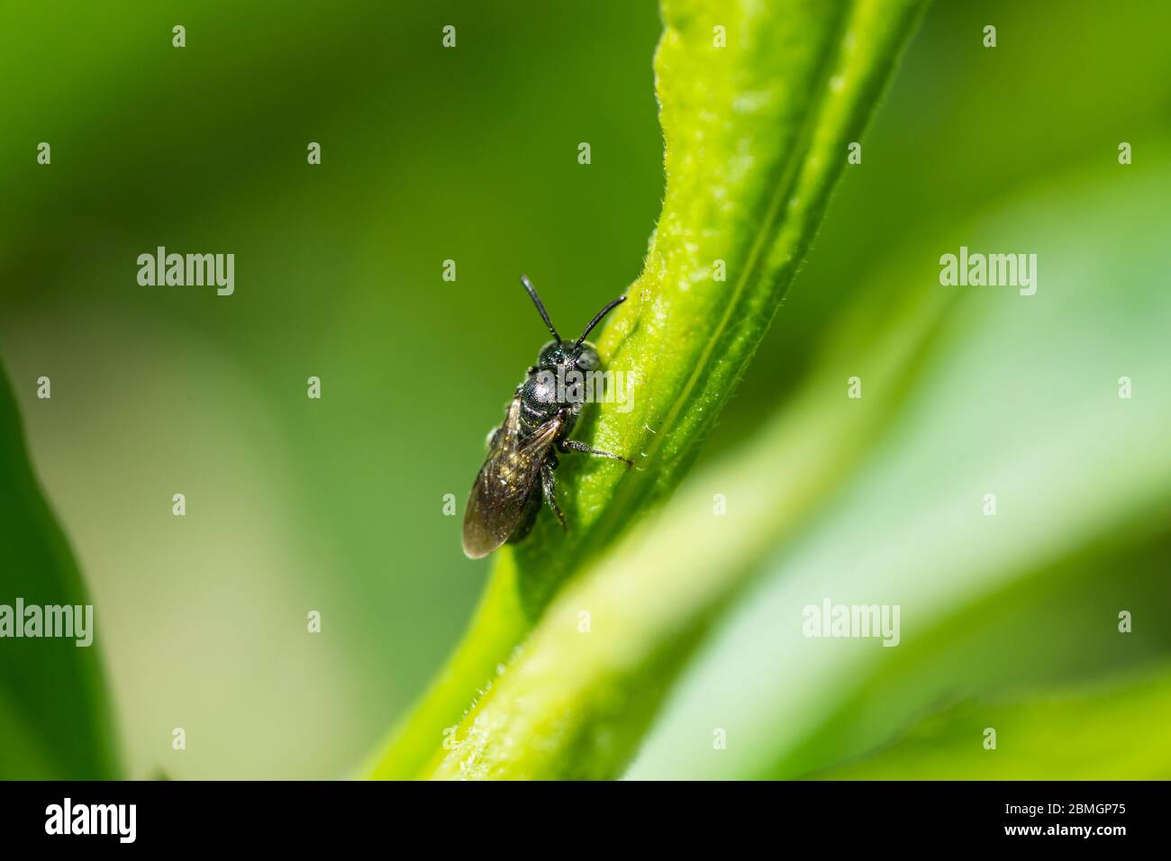 Small Carpenter Bee on Leaf Stock Photo