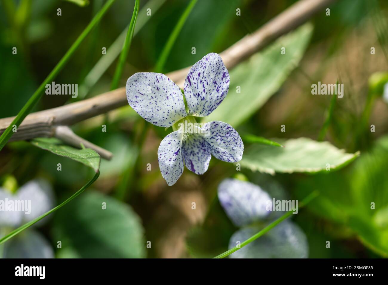 Spotted Violet Flower in Springtime Stock Photo