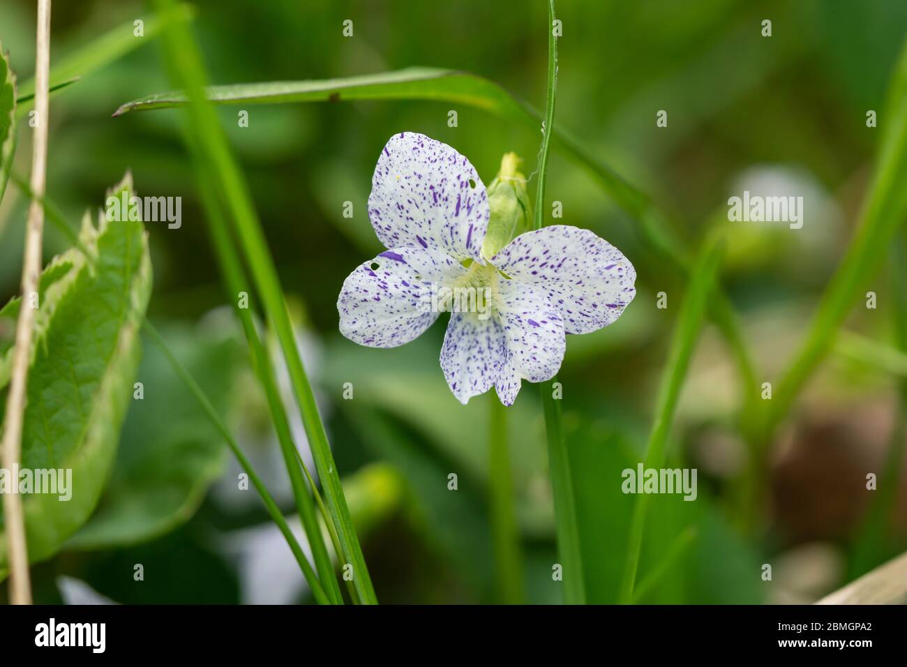 Spotted Violet Flower in Springtime Stock Photo