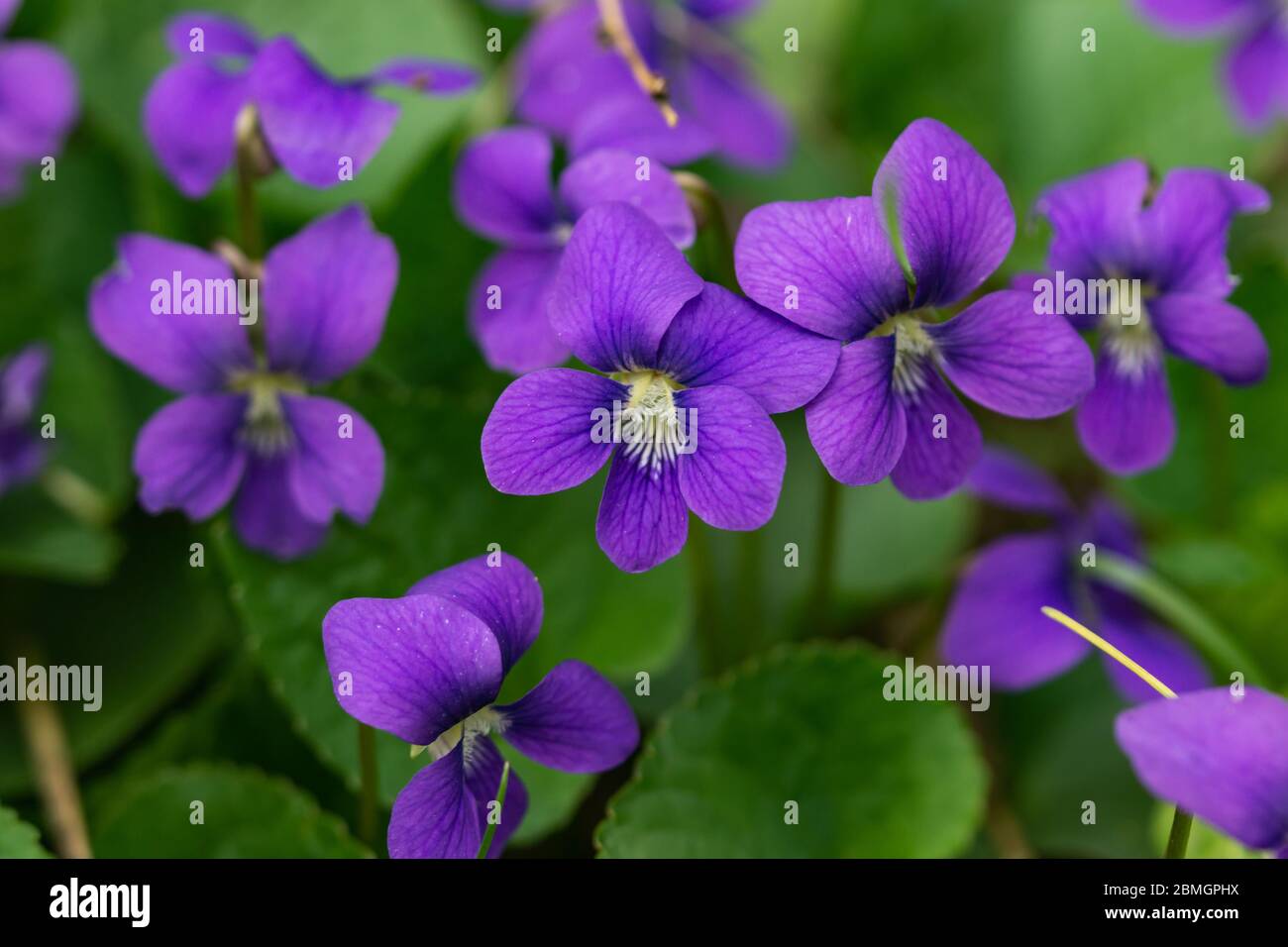 Flowers with bilateral symmetry hi-res stock photography and images - Alamy
