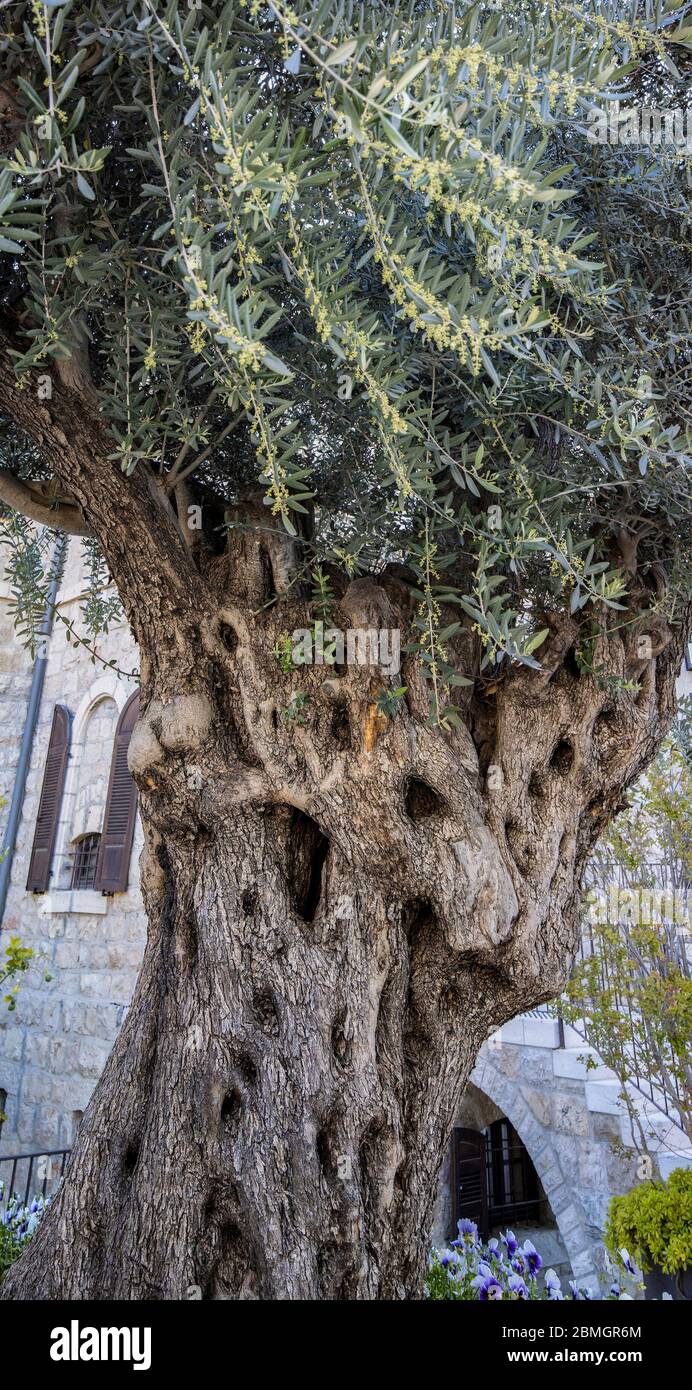 Olive tree israel hires stock photography and images Alamy