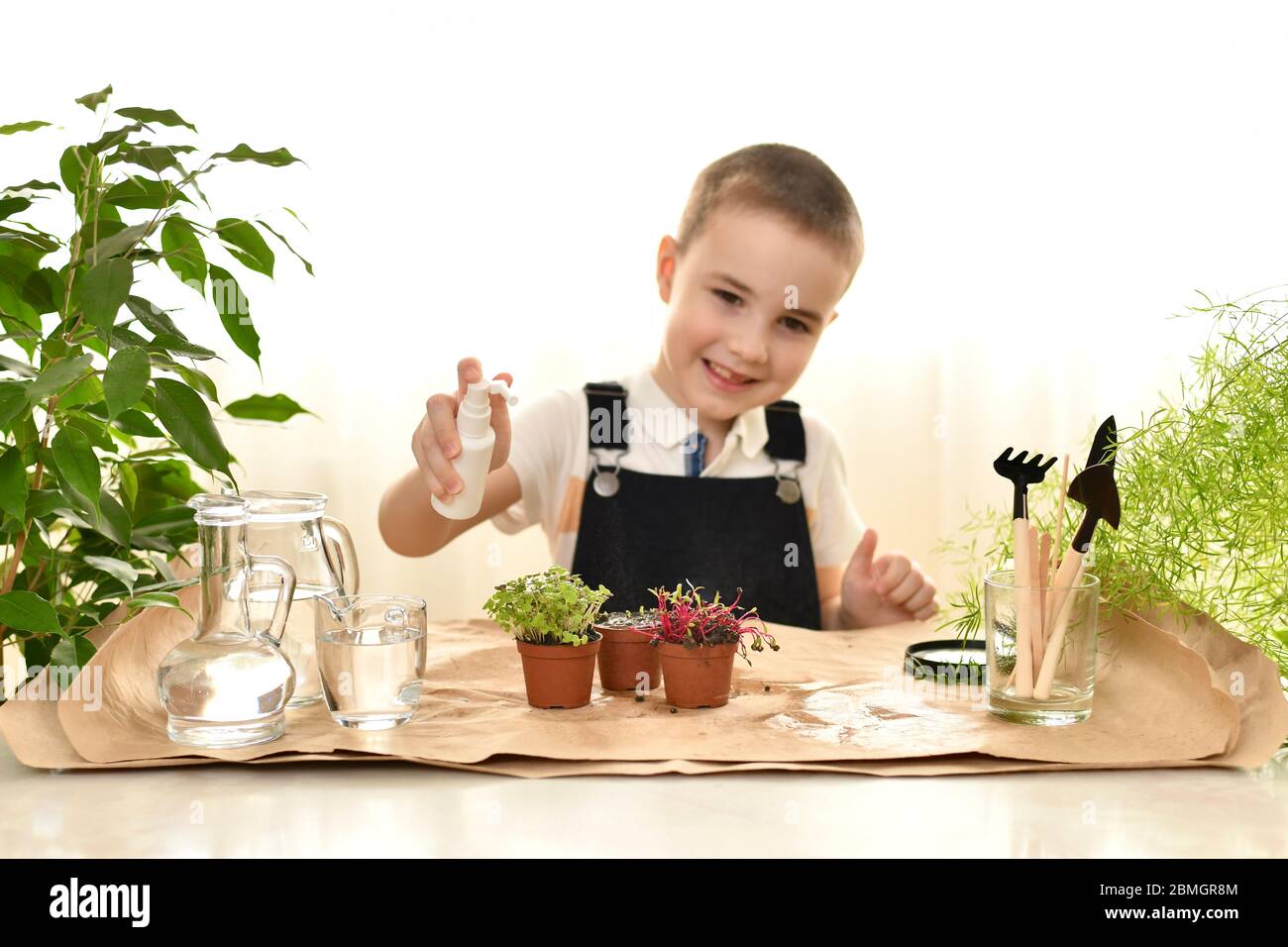 The smiling kid took aim at the spray. Care for micro greens in pots. Spraying from a spray bottle. Stock Photo
