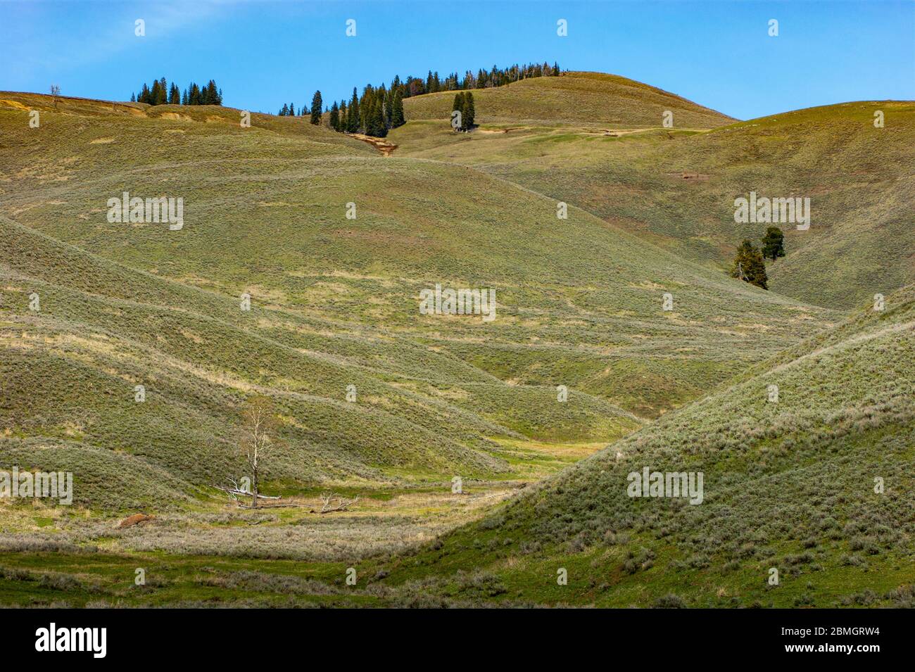 Rolling Hills in Yellowstone Stock Photo