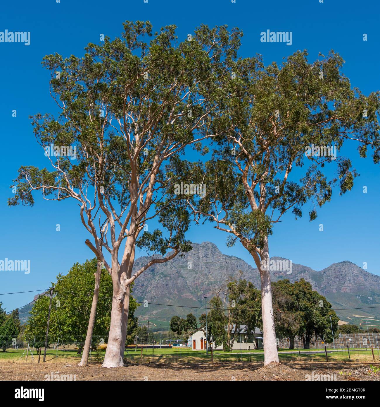 Gum Tree Eucalyptus African