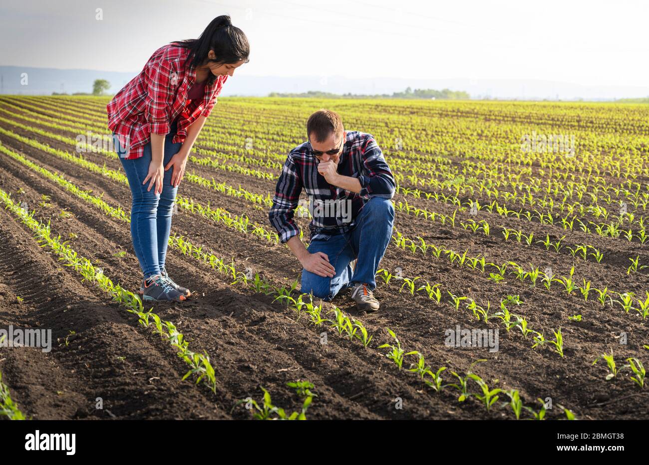 Young farmers examing planted young corn in spring Stock Photo