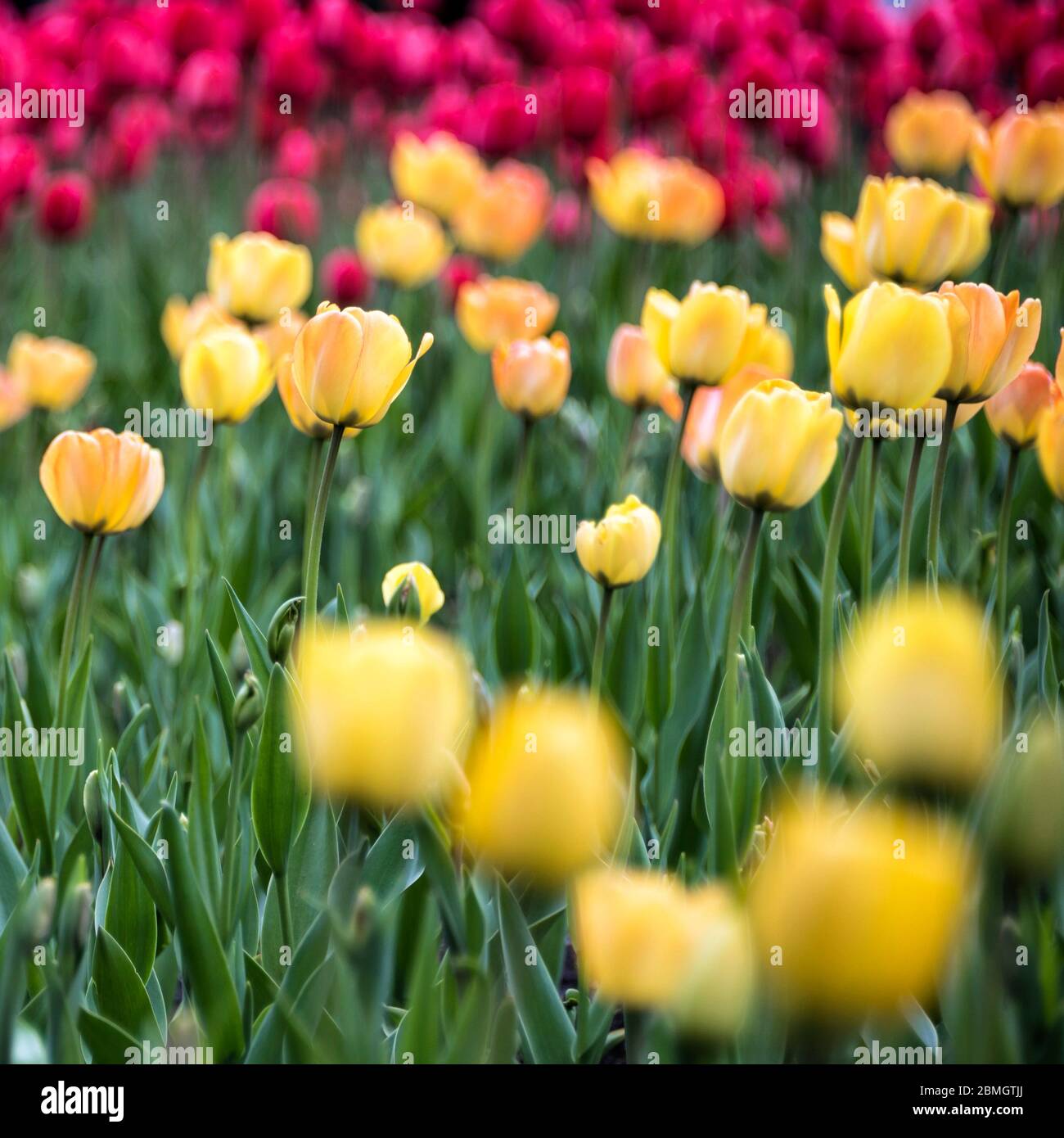Ottawa tulip festival hires stock photography and images Alamy