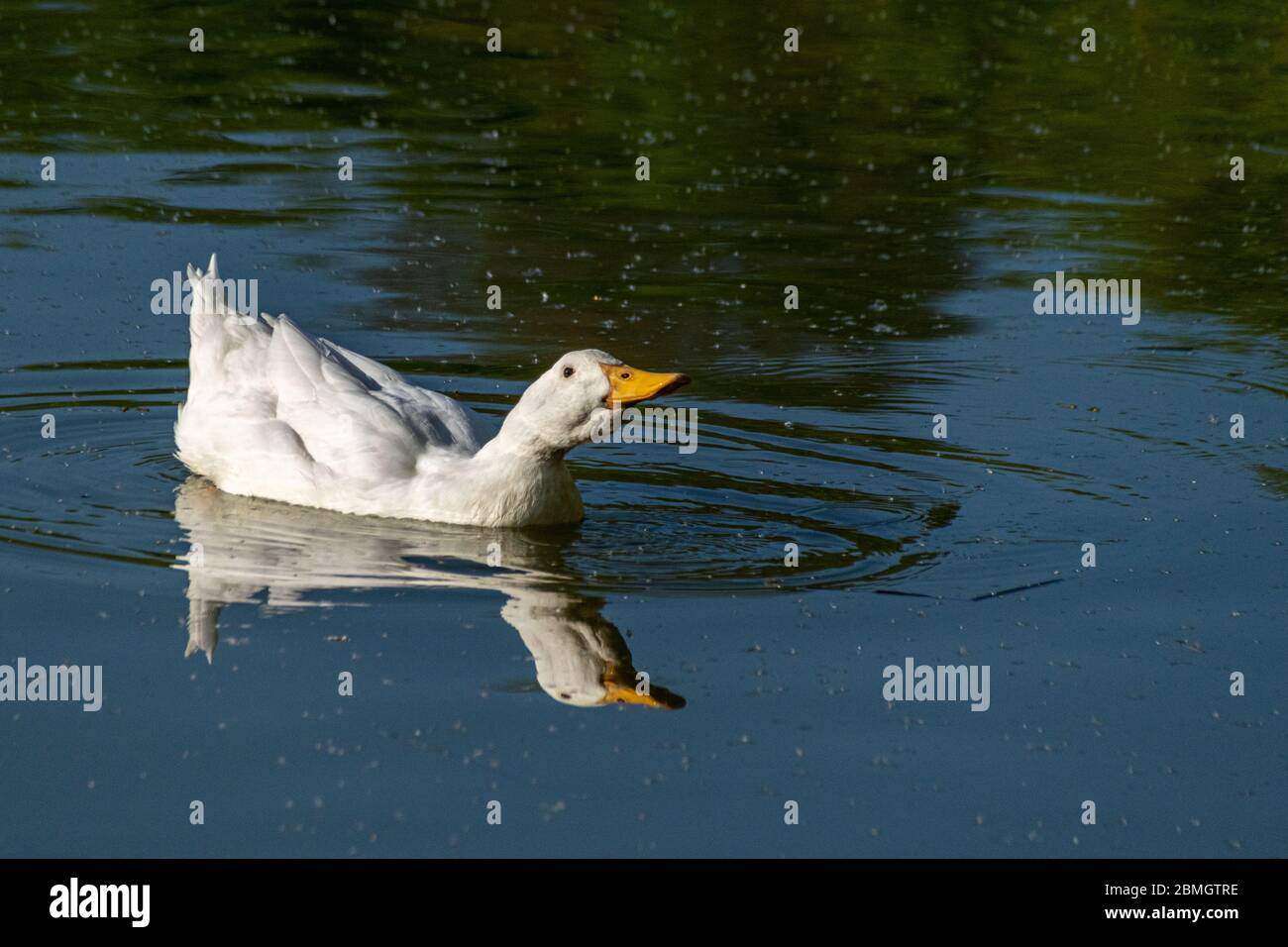White pekin duck swimming on a lake with reflection Stock Photo
