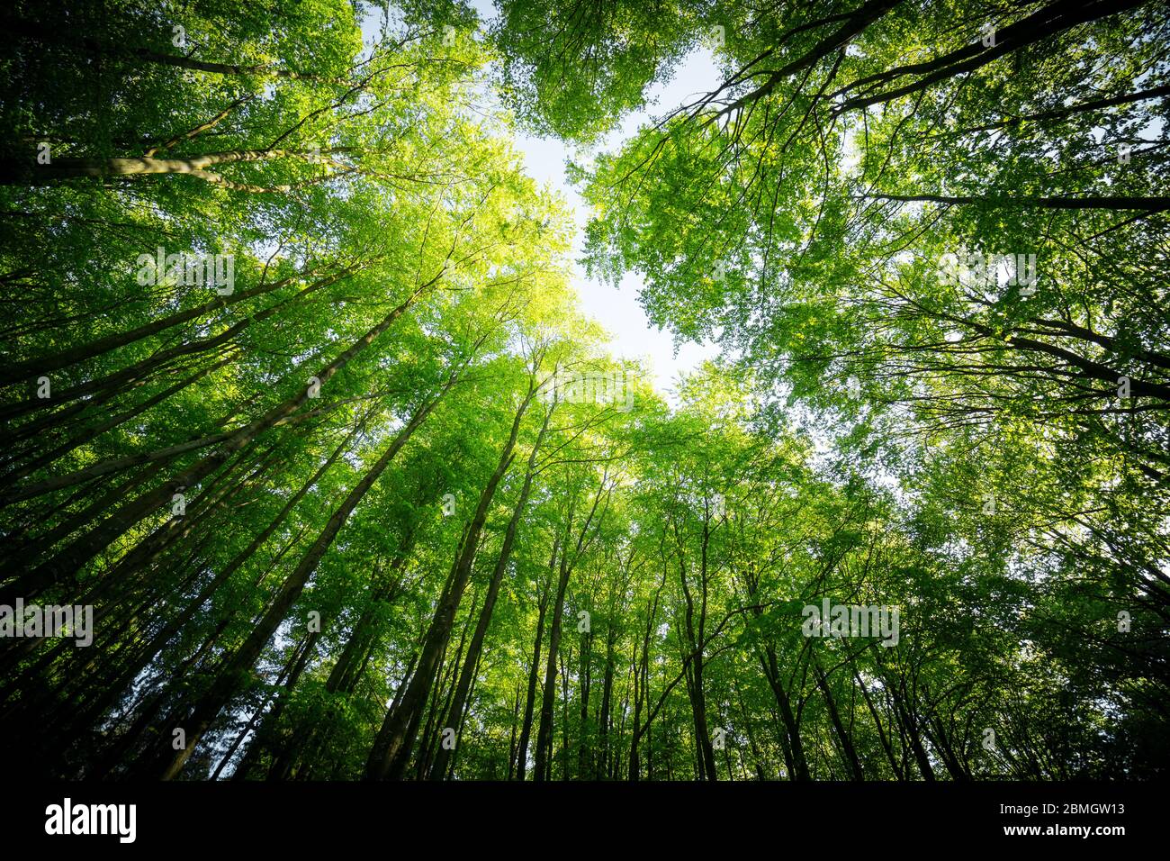 Forest, lush foliage, tall trees at spring or early summer - photographed from below Stock Photo