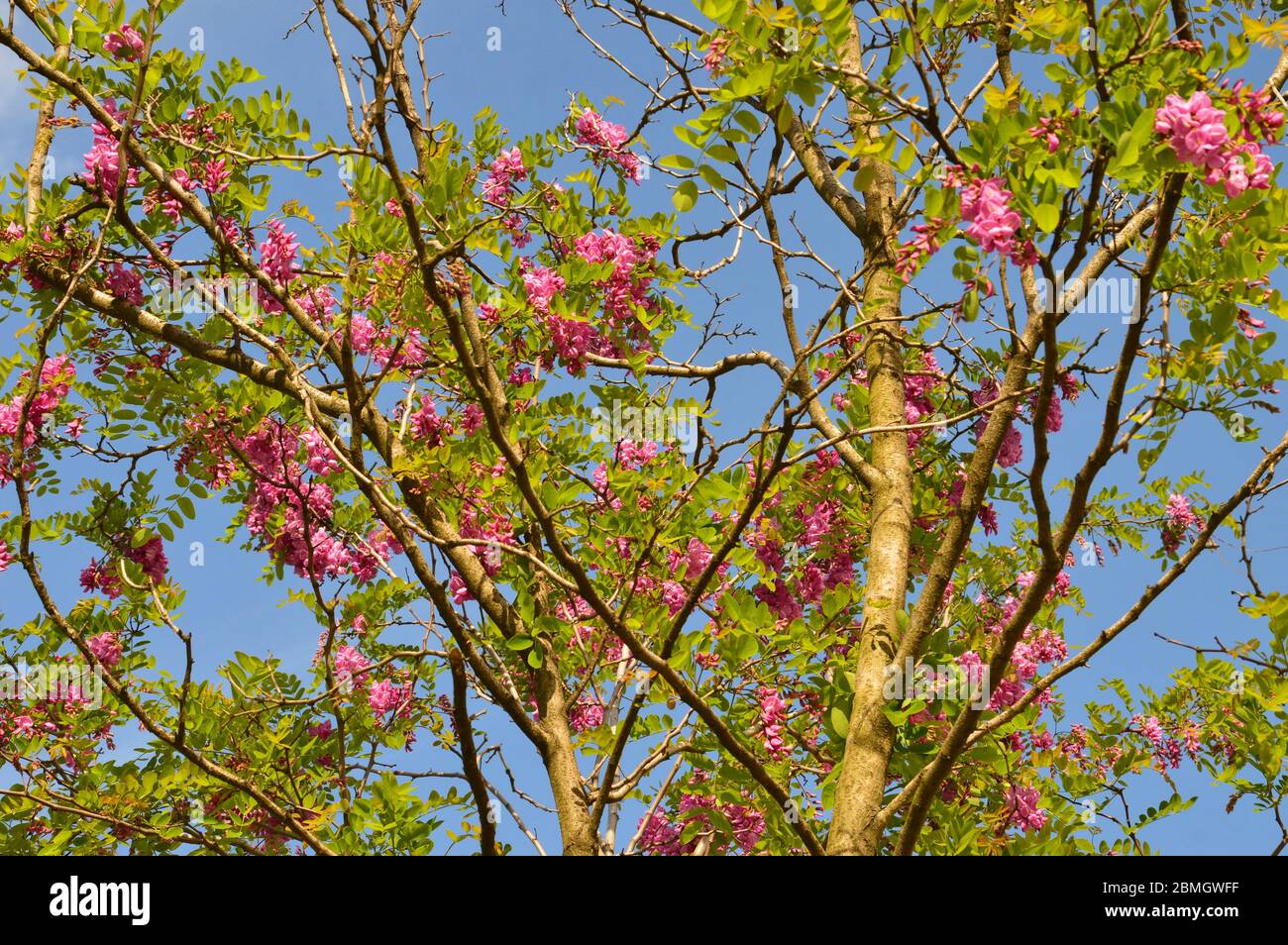 Robinia hispida acacia on background of blue sky Stock Photo
