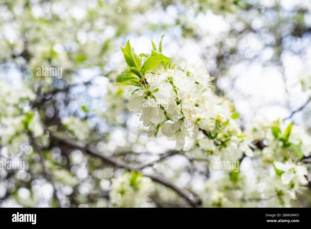 up into the cherry tree it was up into the cherry tree it was