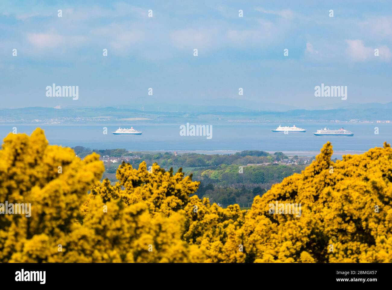 Fred Olsen cruise ships anchored in Firth of Forth during Covid-19 Coronavirus pandemic lockdown seen through yellow gorse, East Lothian, Scotland, UK Stock Photo