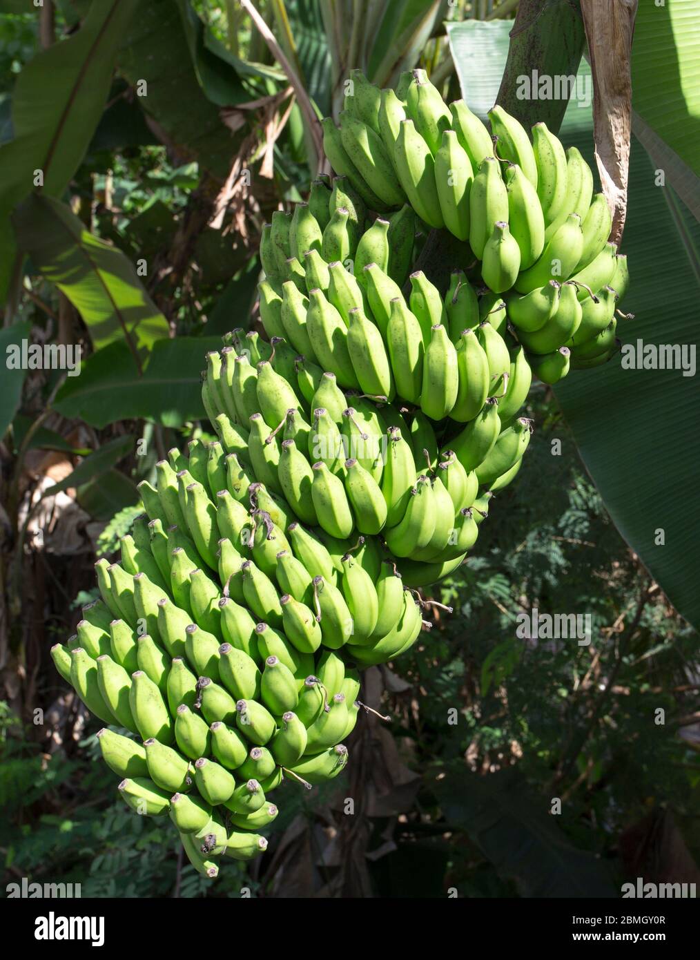 Photo of a banana plant in Seychelles Stock Photo Alamy