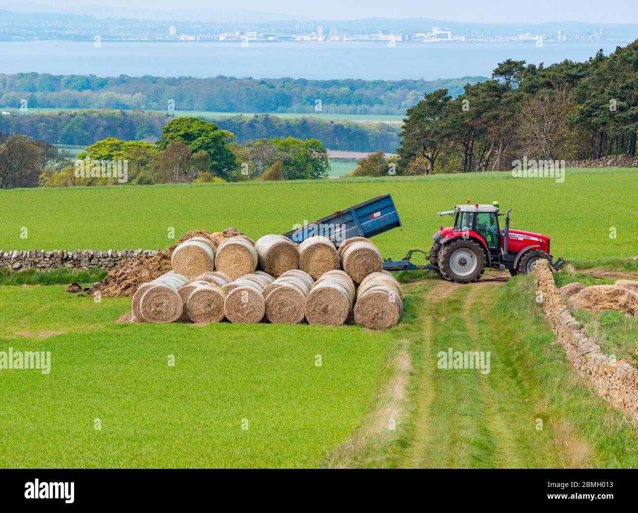 Massey Ferguson farm tractor tipping manure into field with hay bales and view to Firth of Forth, East Lothian, Scotland, UK Stock Photo