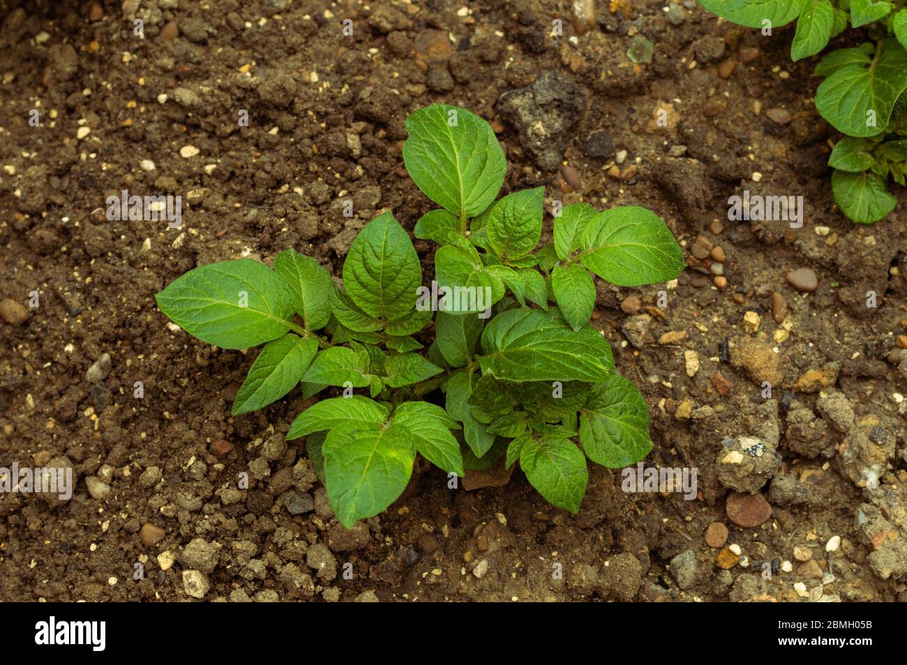 Potato plant roots hires stock photography and images Alamy