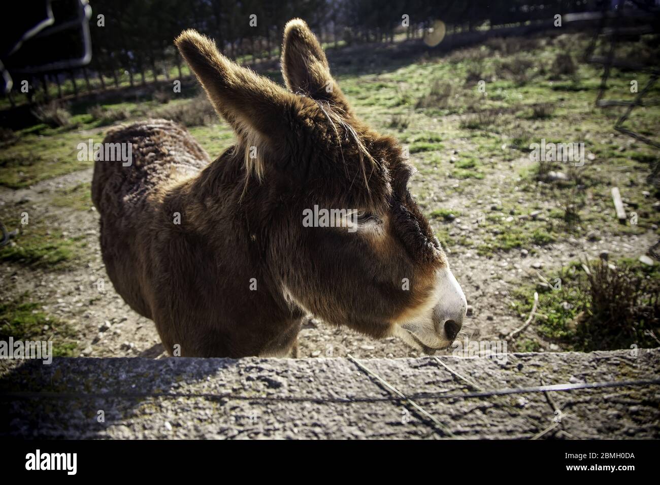 Donkeys in animal farm, natural park Stock Photo