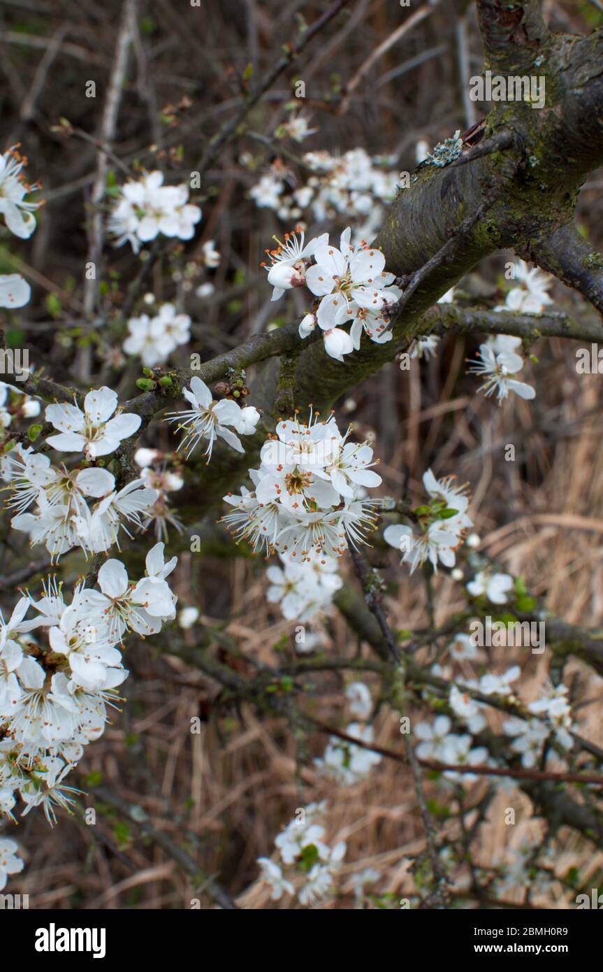 Unsharp background hires stock photography and images Alamy