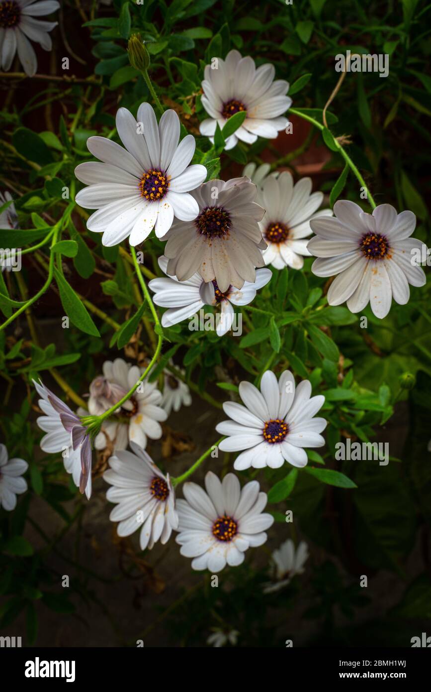 colorful ornamental flowering plant with Osteospermum fruticosum flowers Stock Photo