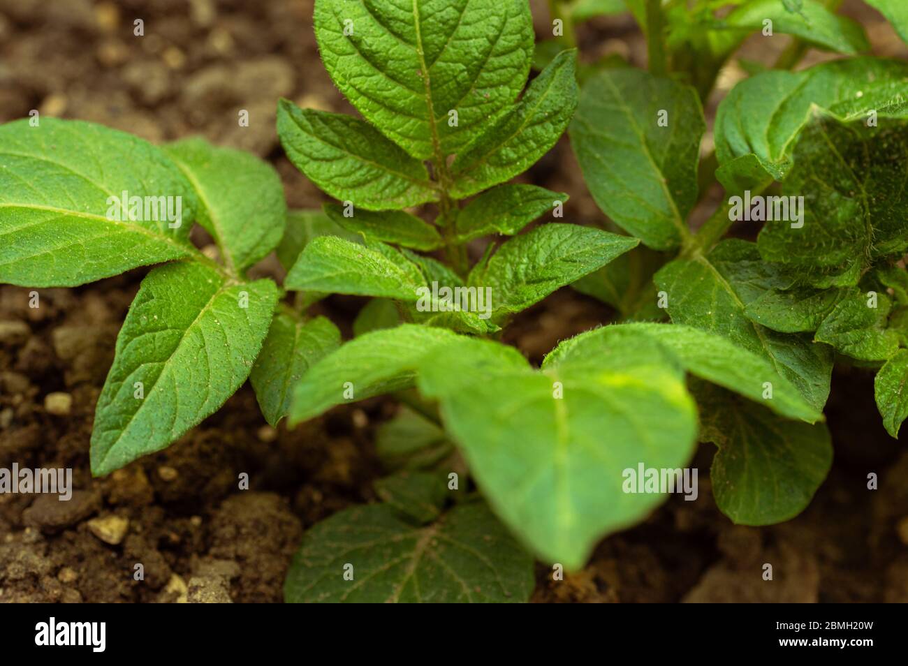 Potato plant roots hires stock photography and images Alamy